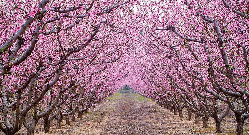 800-Dalat-flowers-peach