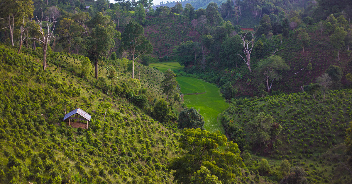 tea farming in Myanmar