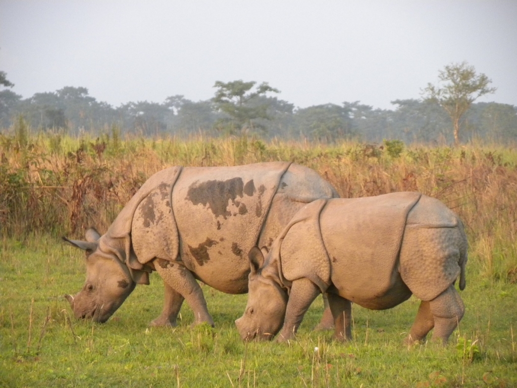 India - country of Rhino - Vietnam visa