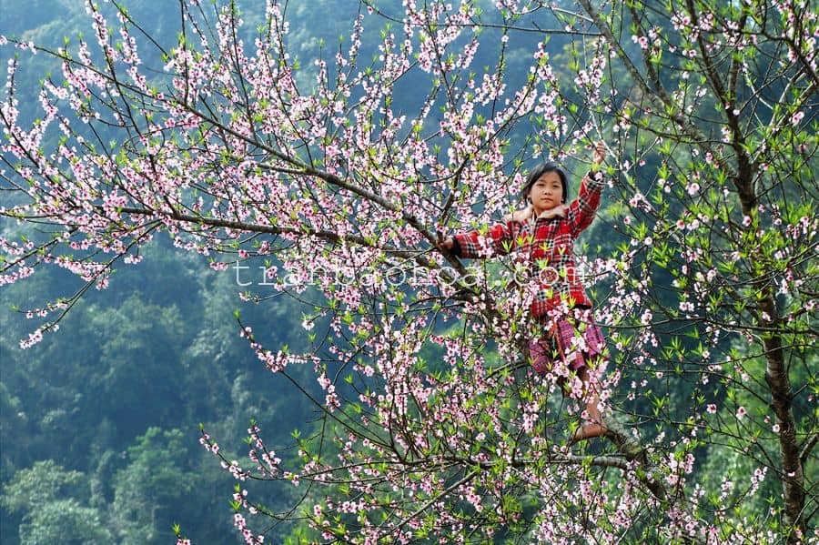 spring-in-vietnam-moc-chau-compressor