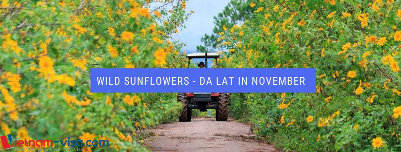 Da Lat in November - season of wild sunflowers - Vietnam visa on arrival