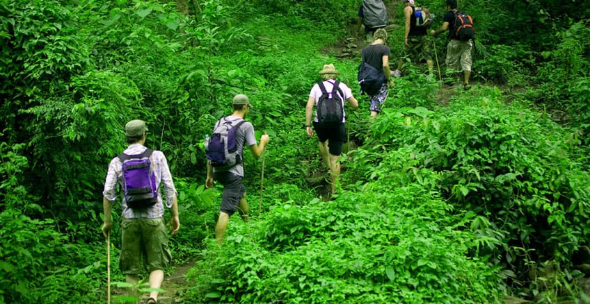 trail through the forest