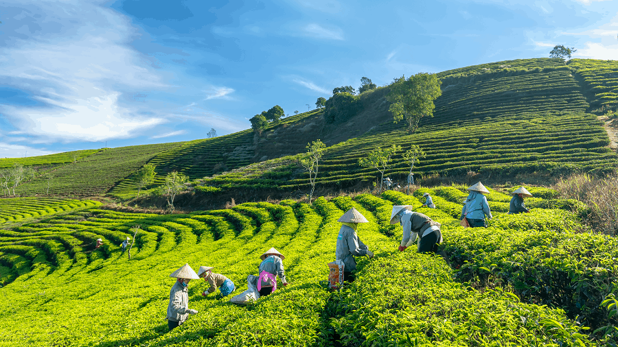 Da lat - A cool place to live in Vietnam