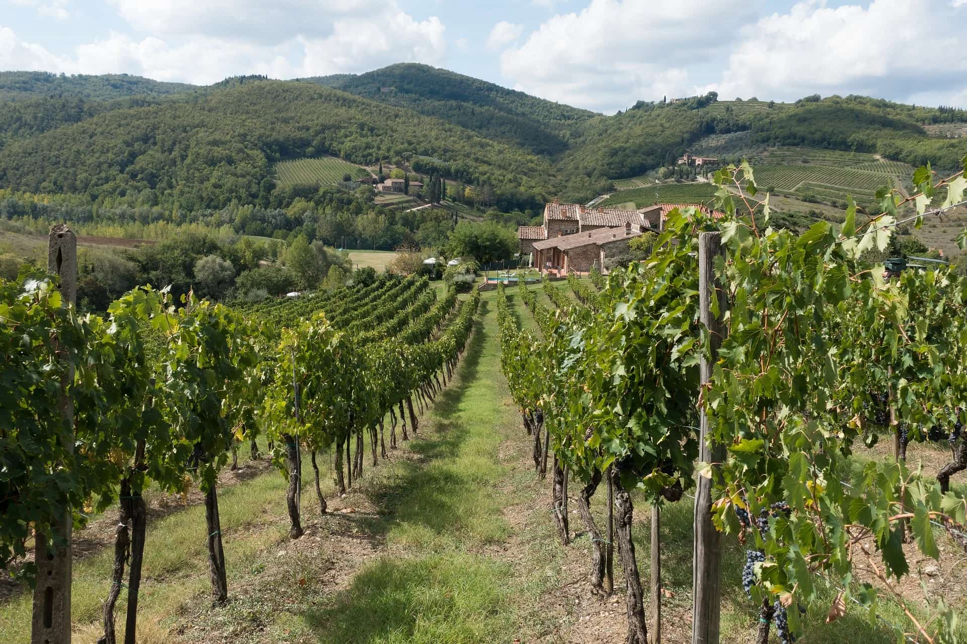 Hills of Tuscany, wine country